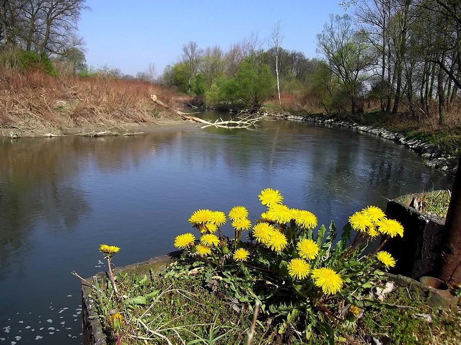 Rzeka Odra od strony Kopytova