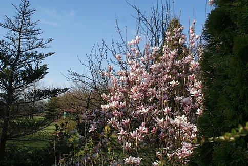 Magnolie