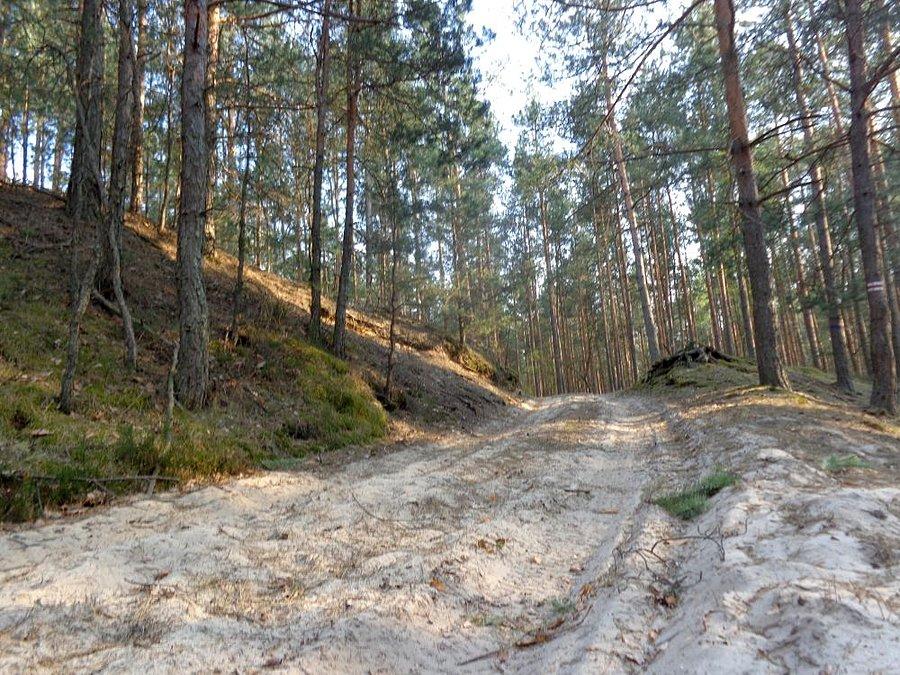 Kuweta w Puszczy Kozienickiej