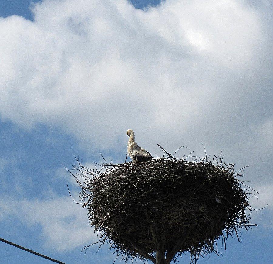 Boćki już wysiadują