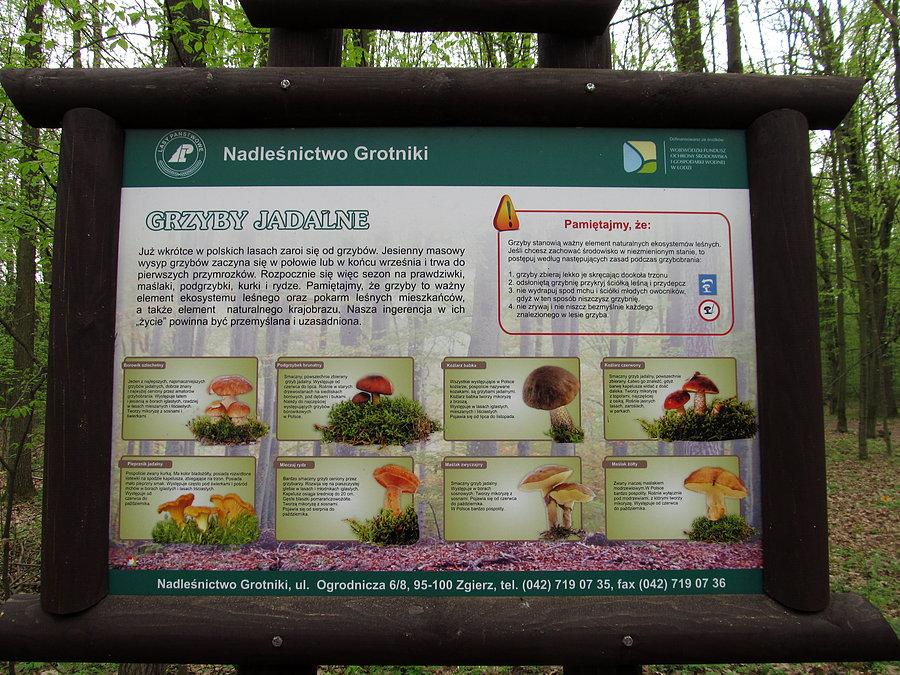 Krótki kurs dla początkujących zbieraczy - to jemy :-)