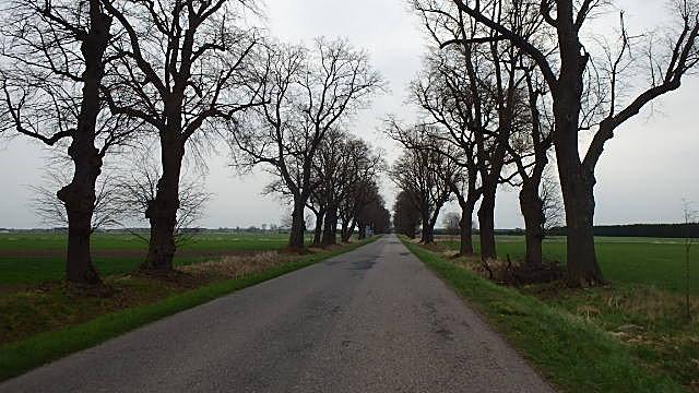 Zabytkowa aleja Nieborów - Bolimów