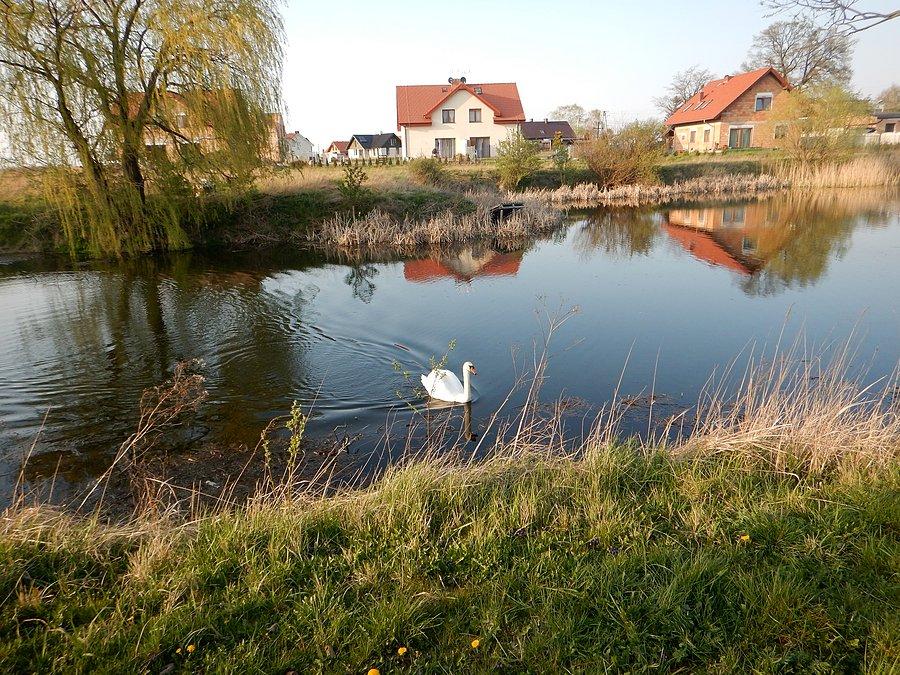 Stawek w Rosnowie