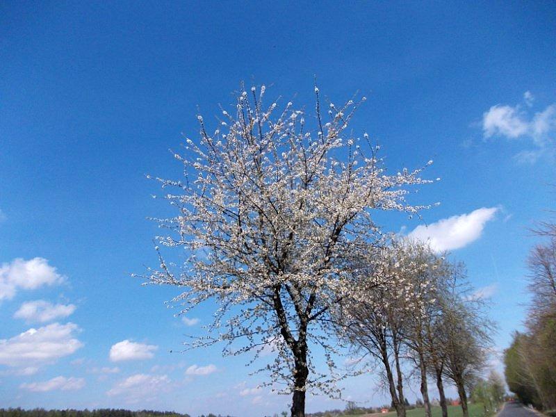 Na biało