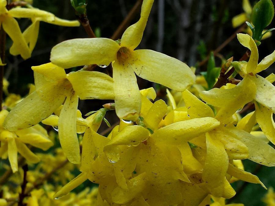 Forsycja w Niedźwiedziu