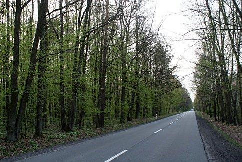 Wśród zielonych lasów