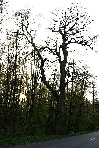 Stare drzewo