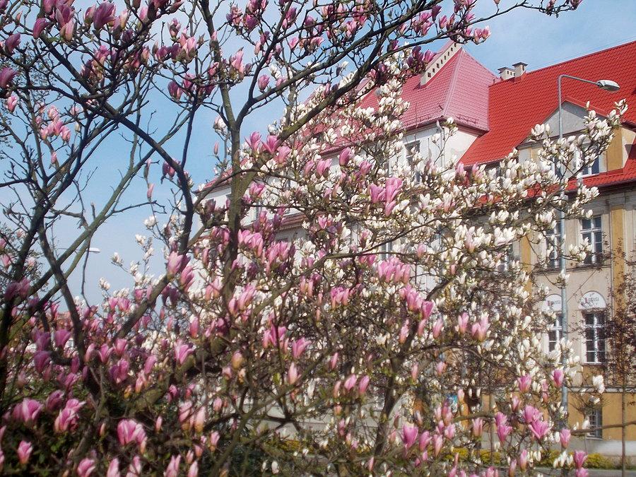 Kwitnące magnolie