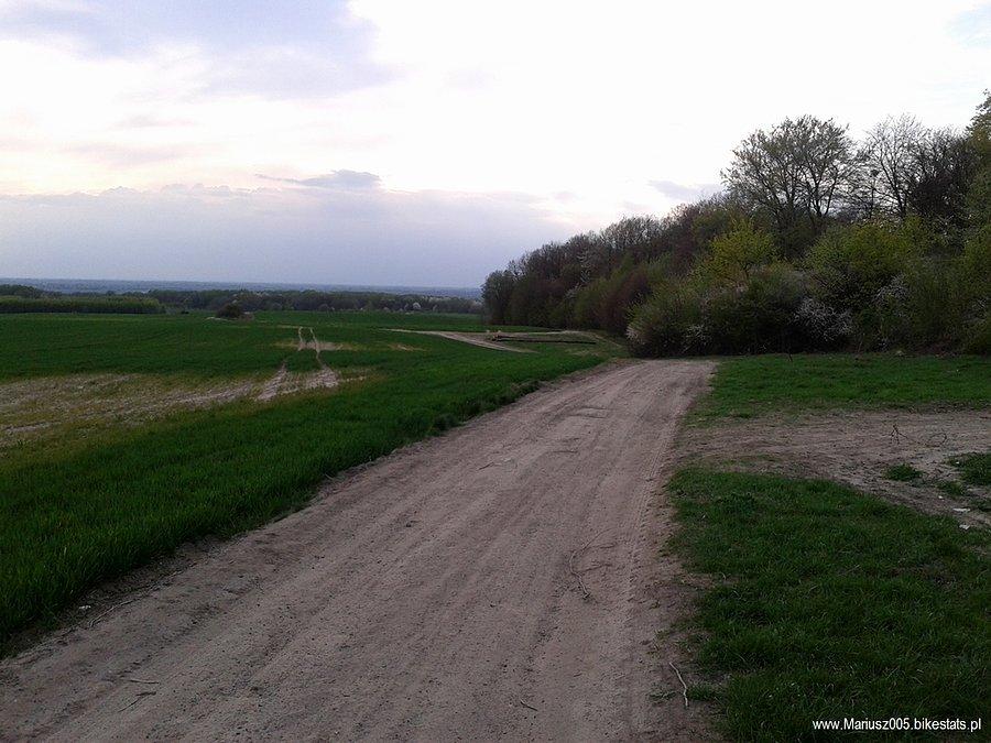 Modrzewina