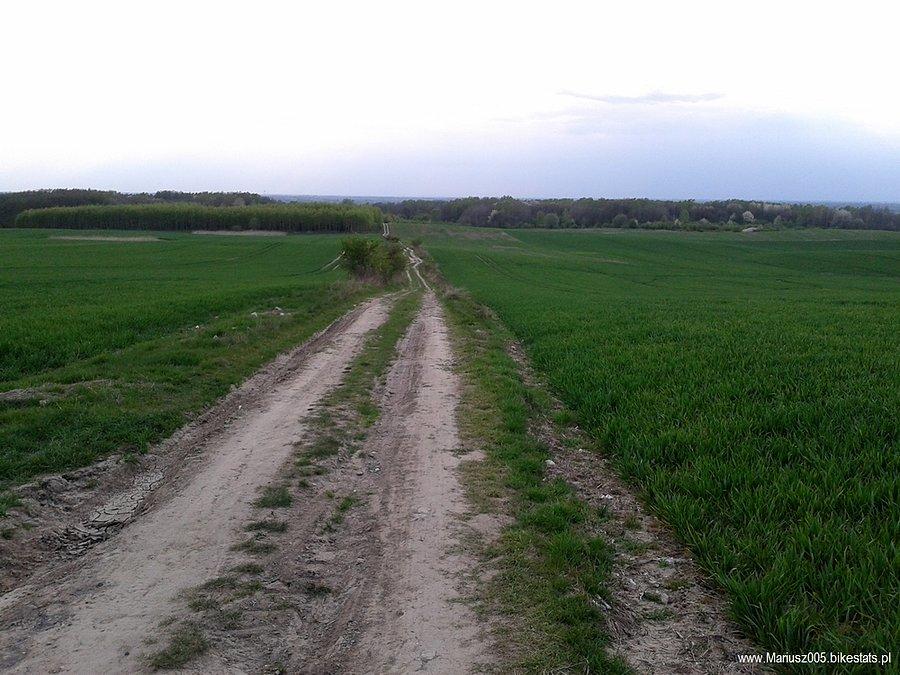 Modrzewina