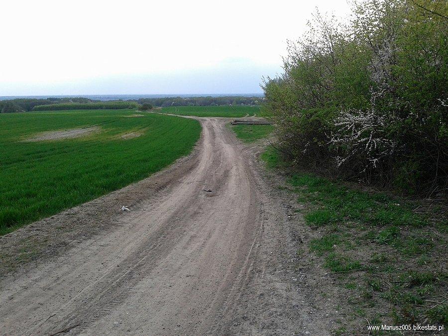 Modrzewina