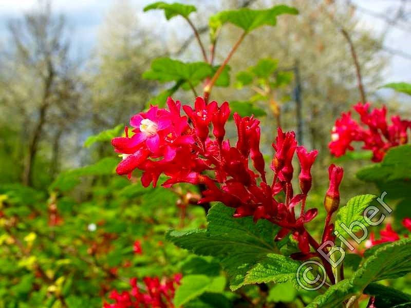 ​Śląski Ogród Botaniczny
