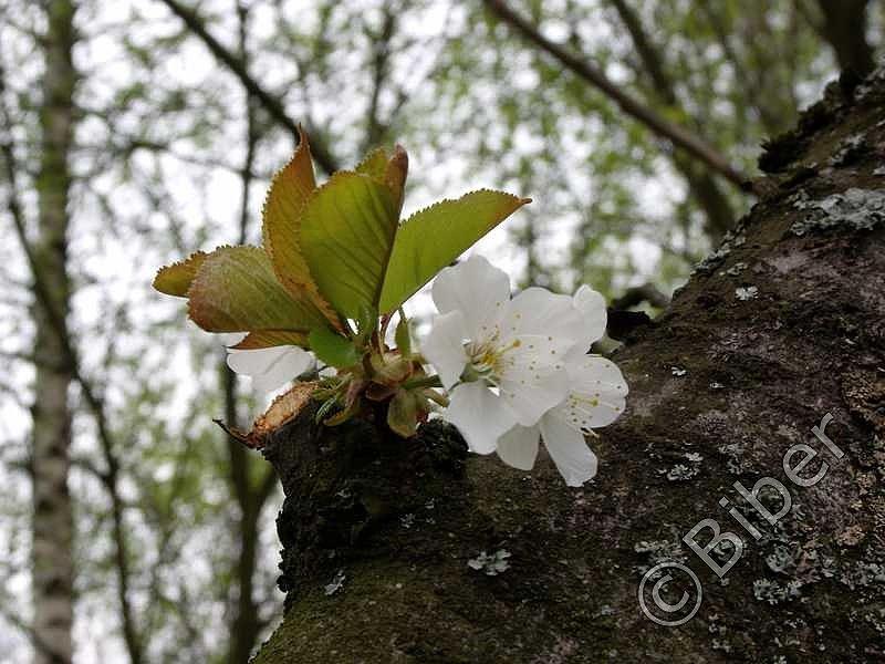 ​Śląski Ogród Botaniczny - i tu też