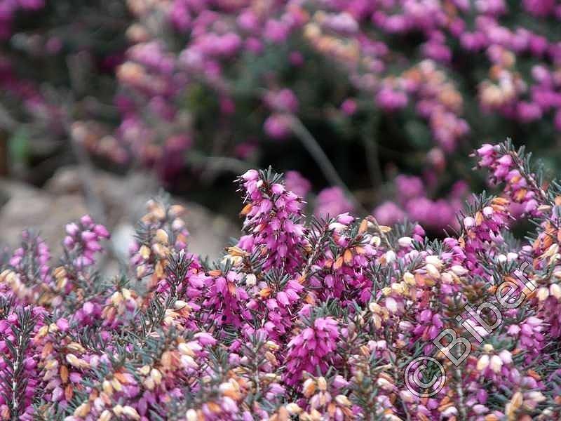 ​Śląski Ogród Botaniczny - a tu są kwiatki