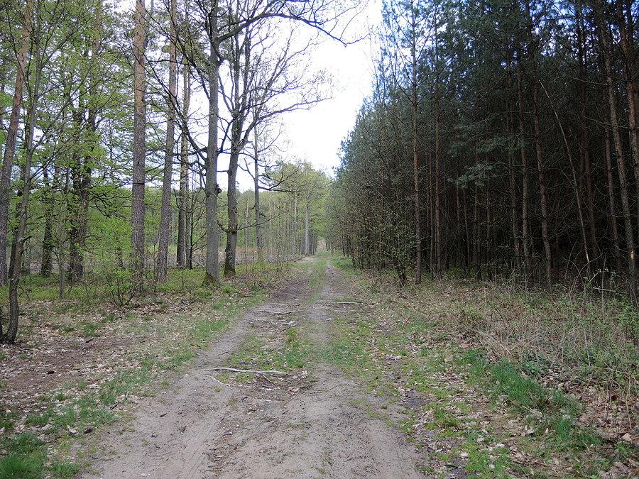 Leśna droga w kierunku Gontyńca