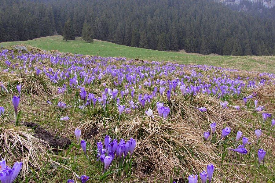 Krokusy