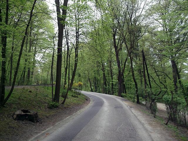 Zielono w lesie