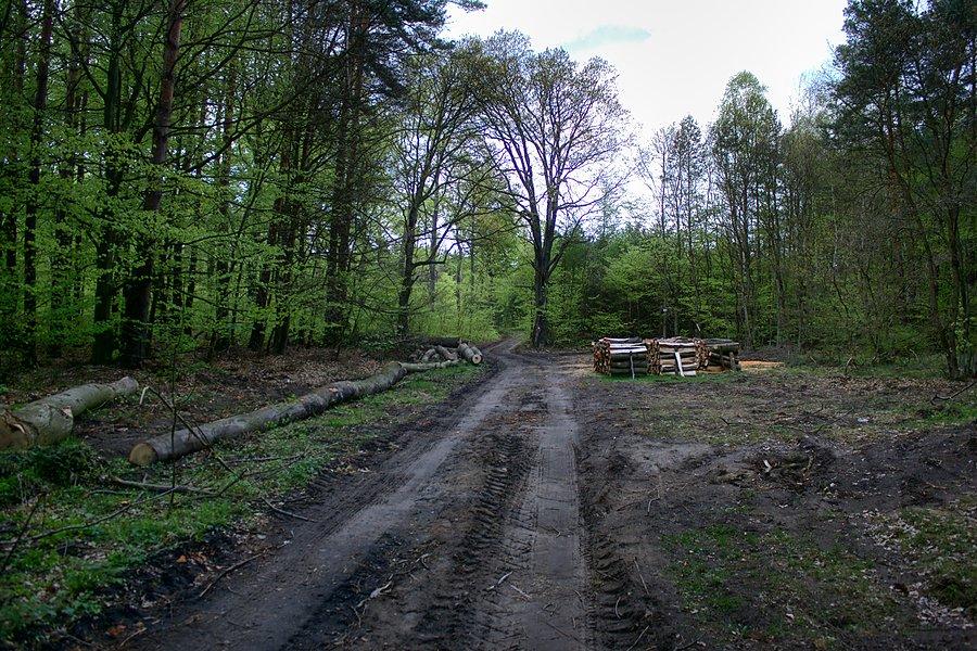 Relasowa trochę przez wyręby rozjechana