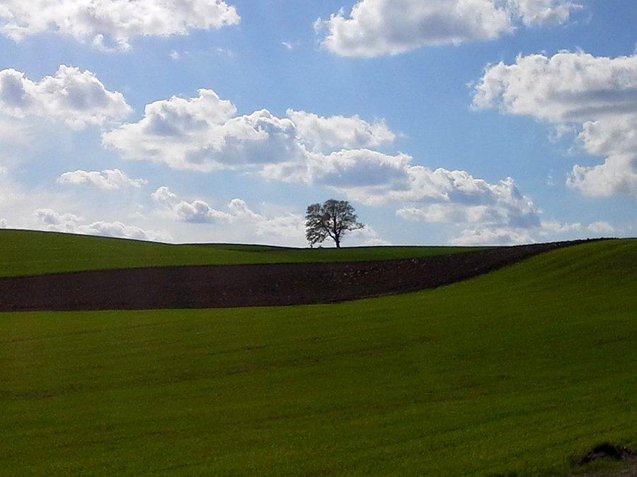 Samotne drzewo