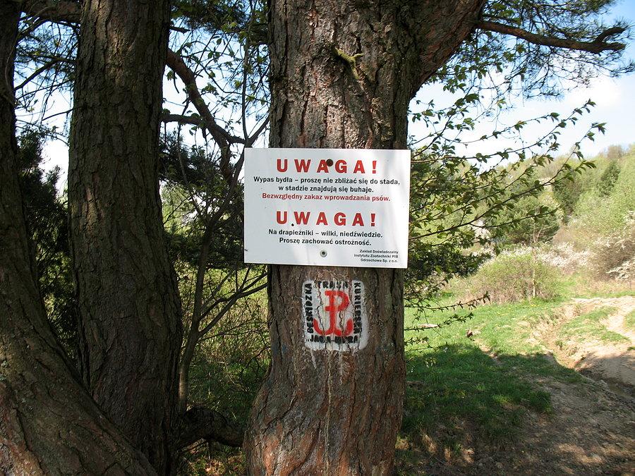Niedźwiedzie, wilki, buhaje