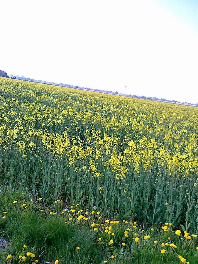 Kwitnące pola rzepaku