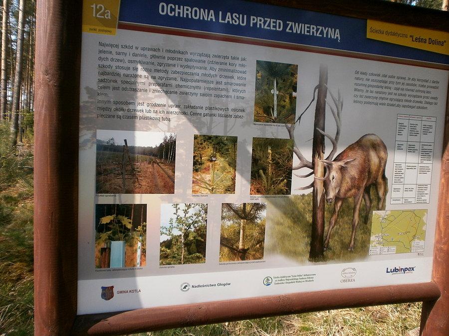 Tablica dydaktyczna w lesie w okolicy Leśnej Doliny