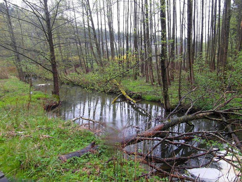 Ścieżka przyrodniczo-dydaktyczna Jelenia Wyspa w rezerwacie Bagna nad Stążką
