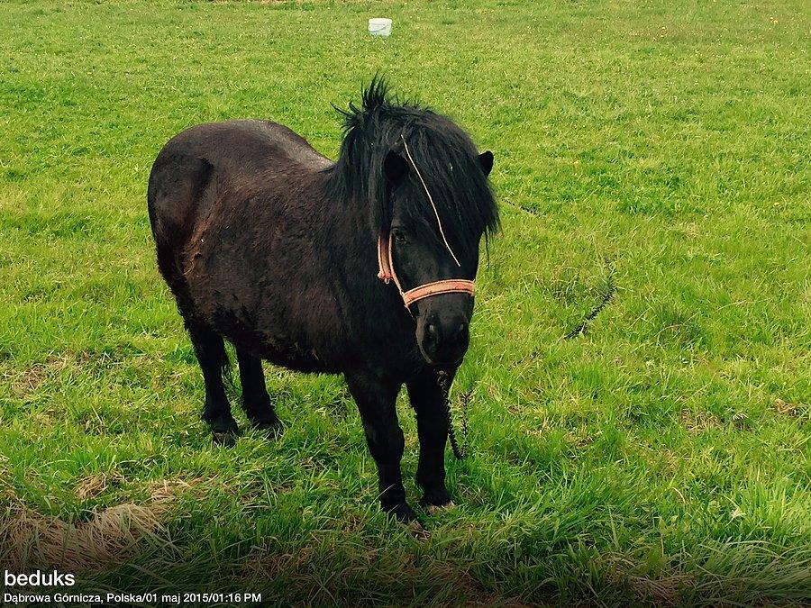Konik karusek