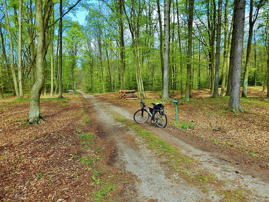 Kąty Rybackie - Rezerwat Kormoranów. Na trasie wycieczki