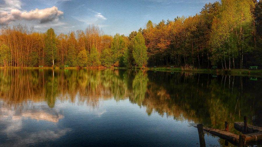 Staw w lasach Kochłowickich