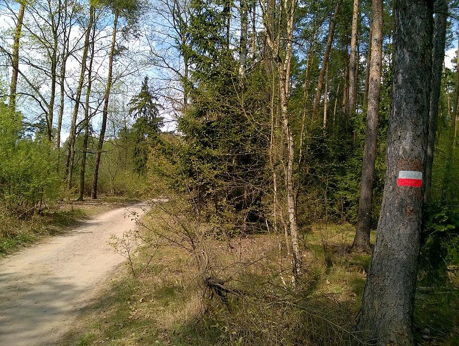 Pięknie w tym lesie!