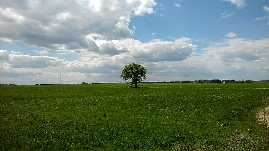 Widoczek