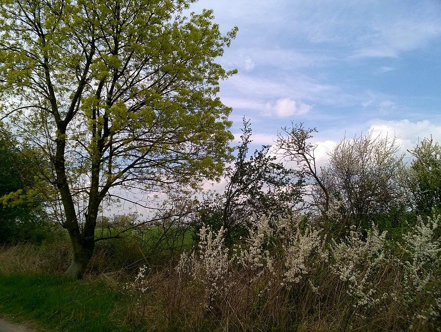 Między Pokrzywnicą, a Więckowicami