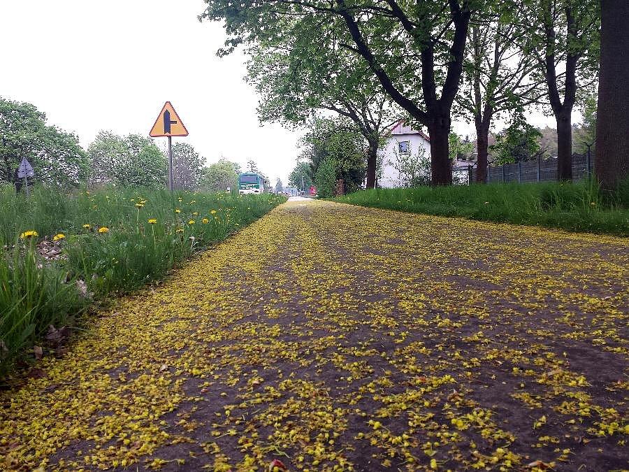 DDR-ka w Morzyczynie