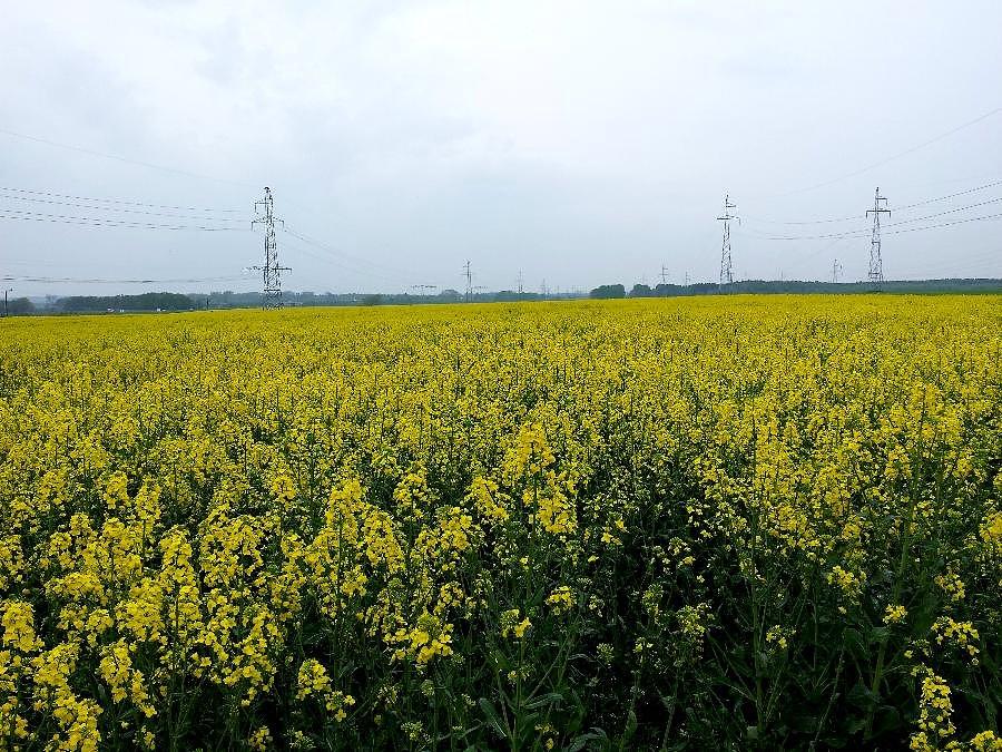Rzepakowe pole