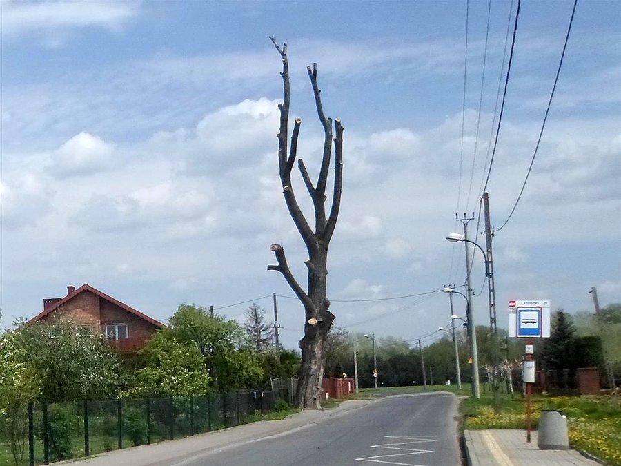 Ulica Rosochata z rosochatym drzewem