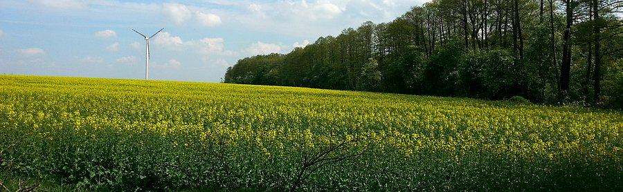 Brzeźno
