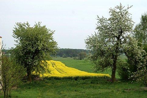 Żółto zielone pole