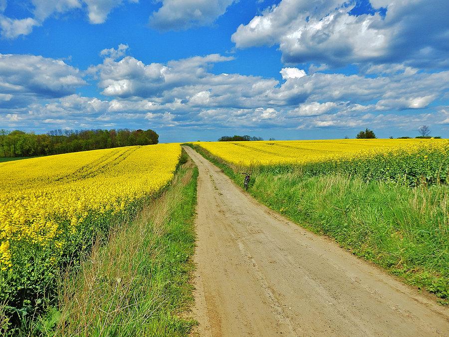 Piękne, wiosenne klimaty. Lubię zapach rzepaku... :)