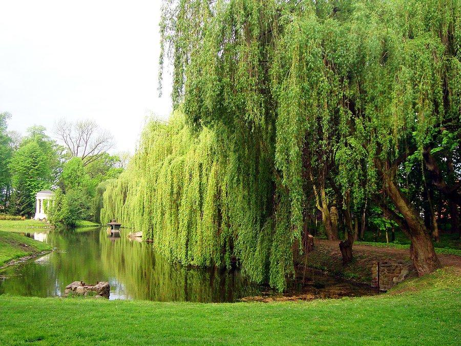 Park w Dobrzycy