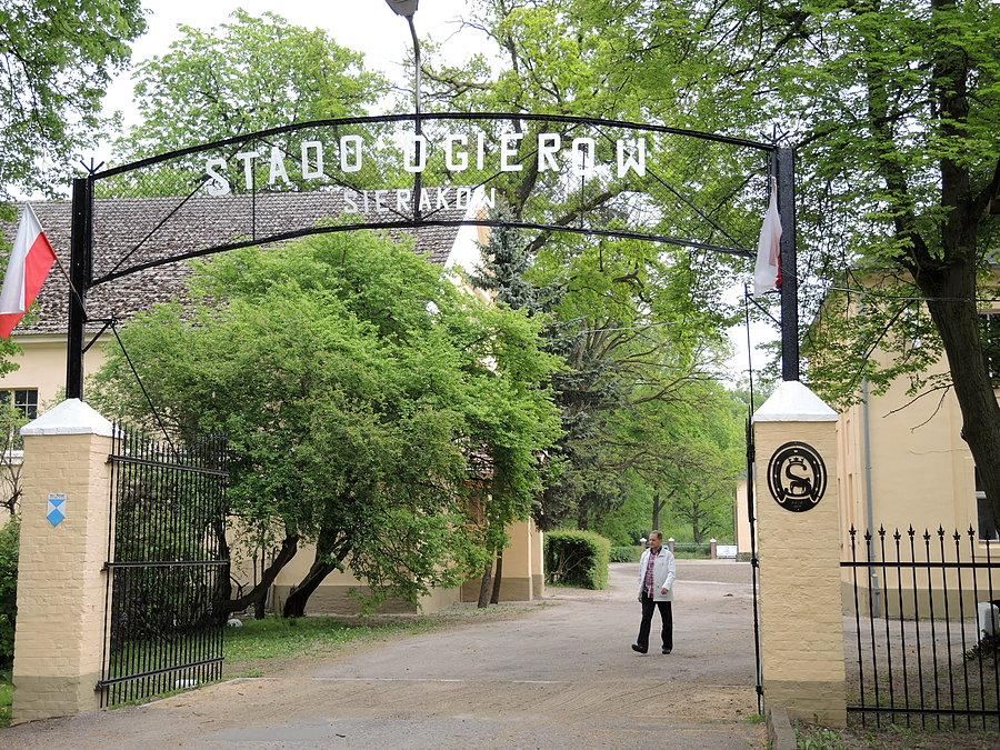Stado Ogierów Sieraków