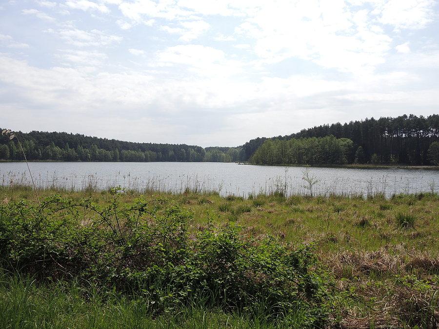 Widok na Jezioro Chojno - Puszcza Notecka