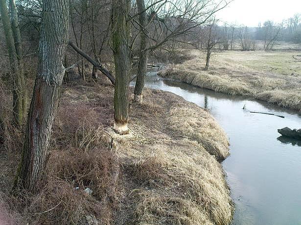 Bobrza robota nad Jeziorką
