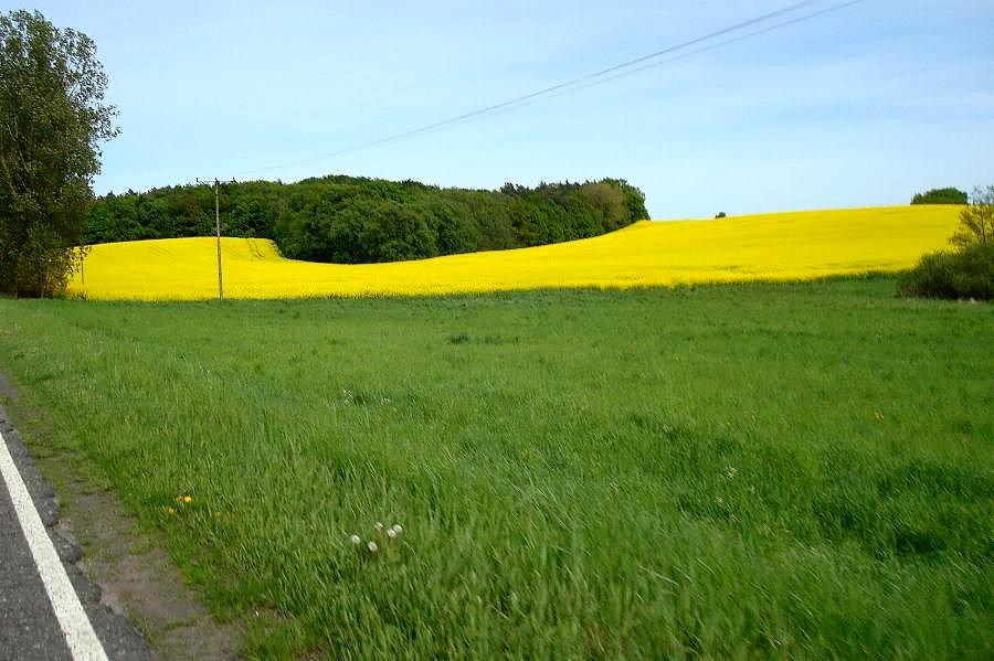 Rzepakowo w Kołbaczu