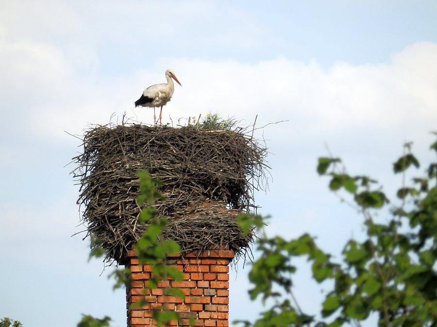 Bociek w Skałce