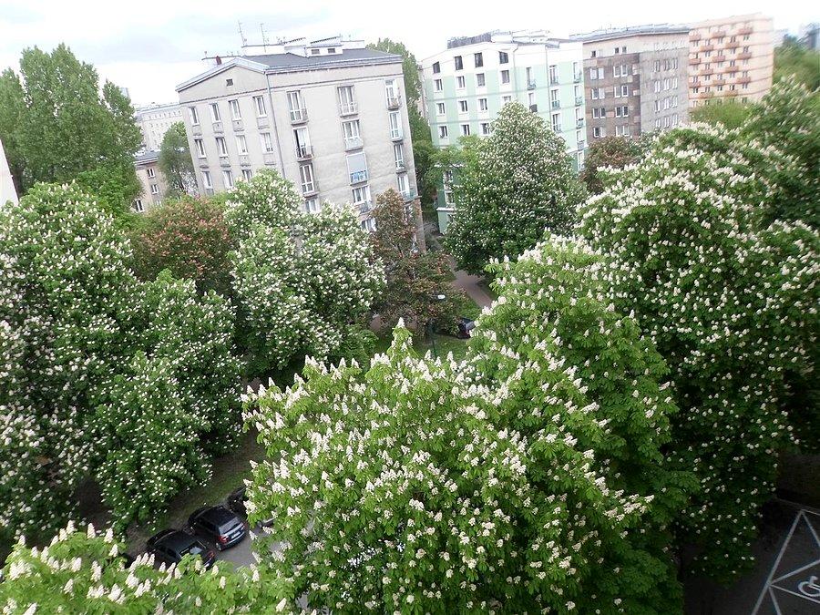 Widok z okna - kasztany