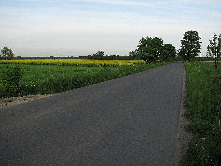 Rzepak już żółcieje