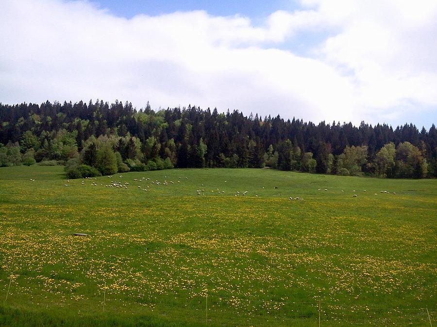 Owce nad przełęczą