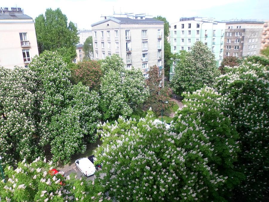 Kasztany pod oknami