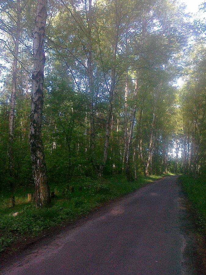 Asfaltowa droga w lesie